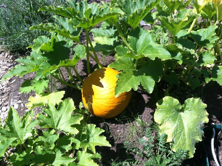 STEM garden pumpkin